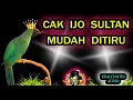 Download Lagu Pancingan Burung Cucak Ijo Raja Bikin Emosi Jiwa Tarung