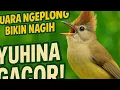Download Lagu YUHINA NGEROL PANJANG BESETAN KASAR