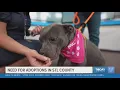 Need for pet adoptions in St Louis County