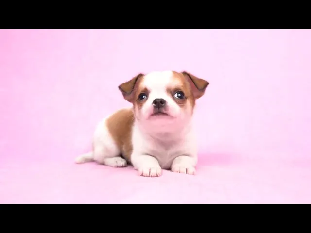 動画