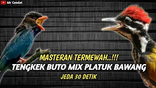 masteran termewah tembakan tengkek buto mix platuk bawang
