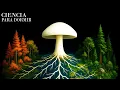 Download Lagu HONGOS: La Red Secreta Que Sostiene Nuestra Vida | Ciencia Para Dormir
