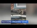 Neighbors call for action as raccoon problems persist