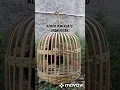 Download Lagu Kokok ayam hutan merah Jawa vs ayam hutan hijau.