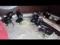 Download Lagu sudah menetas anak burung mandar batu,burung peruk dan mandar merah., comon moorhen