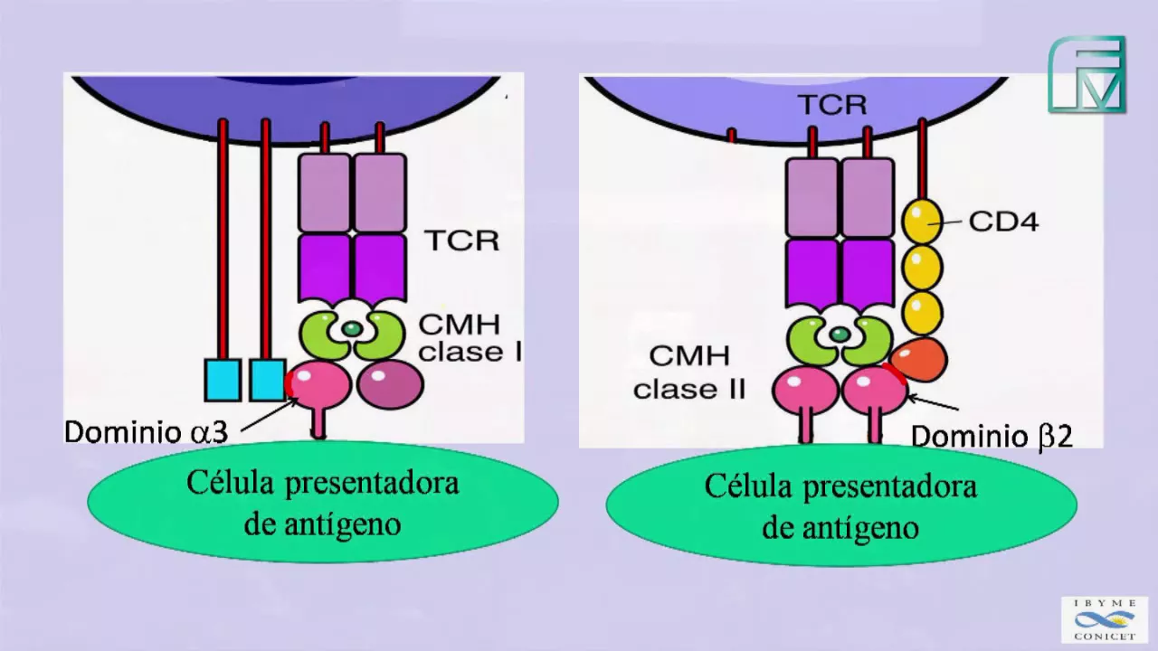 INMUNO TEORICO 2 PARTE 2 CMH
