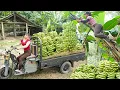 Download Lagu REWIND TIMALSPE --388 Days Harvesting Many Big Banana Goes To Market Sell /Phương's Story