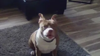 Woman claims Petsmart played a role in her dog s death