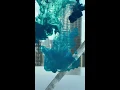 Download Lagu Fountain Pen Substitute--Drillog #shorts