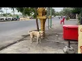 Golden dog waiting go outside home