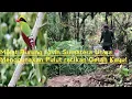 Download Lagu Memikat burung Jovin / Ekek Keling menggunakan Pulut / Lem Getah Kayu Racikan #jombapetualang 