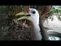 Download Lagu Ahirnya mau bunyi lagi nih Burung kereo padi Ruak rauak gacor