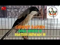 Download Lagu cendet sapudi roll speed materi mewah