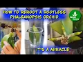 Download Lagu How to reroot a rootless Phaleanopsis orchid?