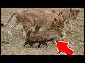 Download Lagu ECCO L'ANIMALE CHE PERSINO I LEONI TEMONO !