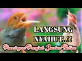 Download Lagu Prenjak Kepala Merah Jantan Betina Gacor Ampuh Buat Pancingan Prenjak Bahan