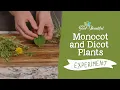 Monocot and Dicot Plants Experiment Botany The Good and the Beautiful