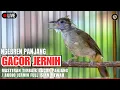Lagu #1🔴 KAPAS TEMBAK GACOR JERNIH PANJANG COCOK UNTUK MASTERAN SEGALA JENIS BURUNG JERNIH CEPAT MASUK