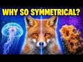 Why Are Almost All Animals Symmetrical