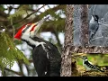 Woodpeckers Up Close Compilation Black-backed Pileated and Hairy