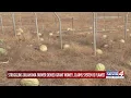 Struggling Oklahoma farmer denied grant money claims system is flawed