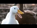 Download Lagu Duck Quack |  Free Sound Effects | Animal Ringtones