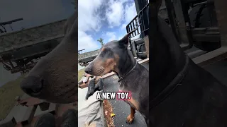 #fyp #dream #doberman #pets #youtube