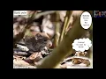 Mammal Tracks and Signs Identification Course