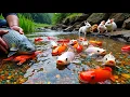 Download Lagu The Incredible Catch Colorful Aquarium Fish In Small Pond, Platinum Guppy, Glass Fish, Neon Fish