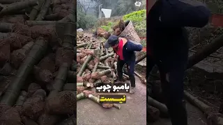 قوی ترین بخش بامبو  ماده ای سبک تر از چوب اما محکم تر از فولاد  دندنها