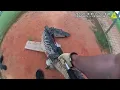 Deputies Capture Gator at Tohopekaliga High School