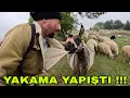 Download Lagu PİSKOPAT YAKAMA YAPIŞTI !! İNDEKİ YAVRULAR~KIŞ GERİ GELDİ SANKİ~ÇAY VE MANTAR KEYFİ