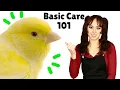 Download Lagu Canary Care 101 | How to Care For Domestic Canary Birds | Essential Care Tips