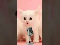 Download Lagu anak kucing sholawat jibril