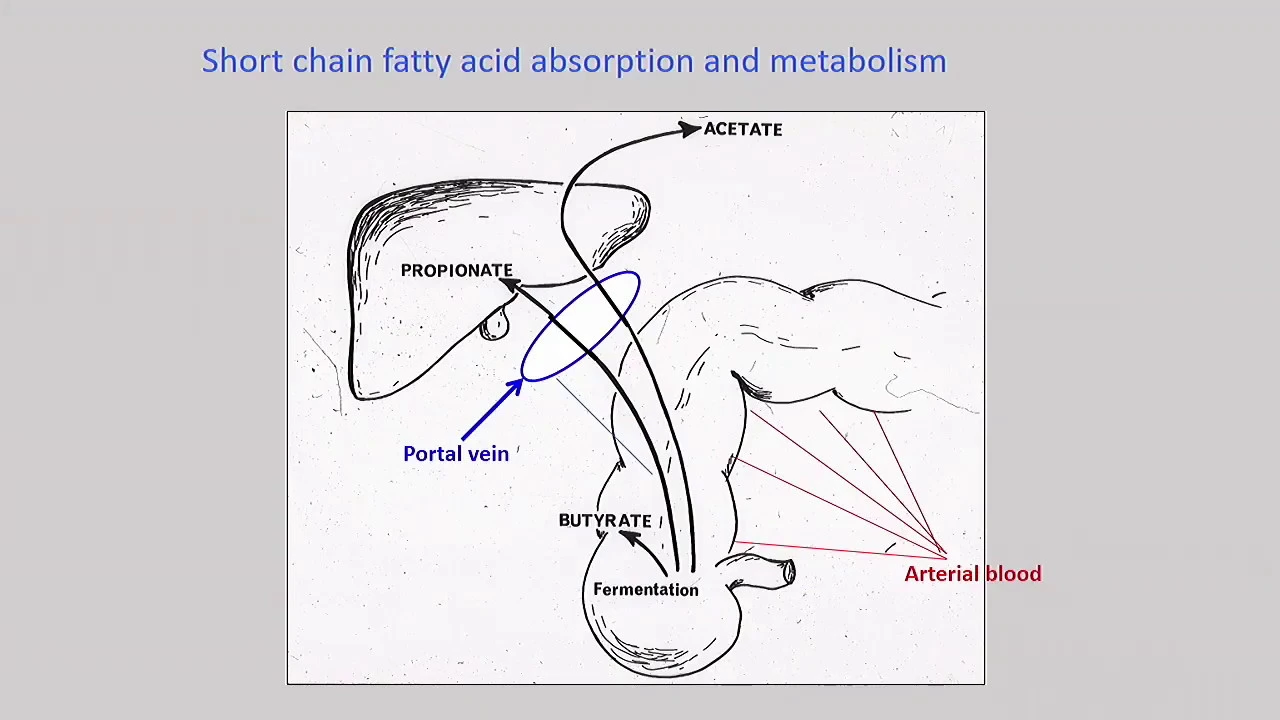 Fibre and the physiology of the large bowel - John Cummings