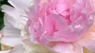 علموني   فيروز دندنها