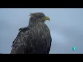 Grandes documentales - El Rey de las montañas: El águila real