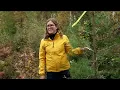 Download Lagu Revanschen - tallens återkomst i södra Sverige