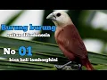 Download Lagu 5 jenis burung sultan yang memiliki harga pantastis di indonesia part 02