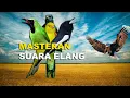 Lagu VIRAL!!! MASTERAN SUARA ELANG DENGAN TEMBAKAN SUARA YANG BERBEDA