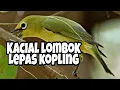 Download Lagu Pleci Dada Kuning Lombok Gacor / Kecial Lombok / pleci dakun / masteran pleci dakun lombok