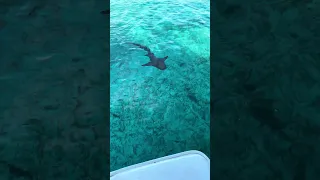 Follow along with Sailing Machete!