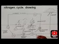 How to Draw the Nitrogen Cycle Easy Diagram for Students Step-by-Step Tutorial