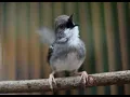 Download Lagu Manteb!!! SUARA PIKAT CIBLEK GUNUNG/CIGUN suara asli cigun di alam