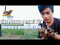 Download Lagu Ternyata semudah ini mikat burung emprit