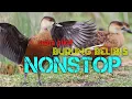 Download Lagu suara pikat belibis nonstop