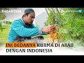 Download Lagu Komunitas Kurma Kediri, Tempat Belajar Budi Daya Pohon Kurma