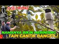 Download Lagu SERIWANG TALI POCONG | TERKENAL BUKAN KARNA NAMANYA AJA, BURUNG INI MEMANG CANTIK BANGET..!
