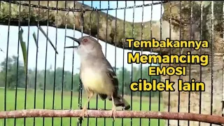 Download Tembakan Ciblek semi gacor dor durasi panjang memancing emosi ciblek lain MP3