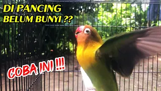 love bird ngekek panjang ampuh untuk memancing lawan yang malas bunyi 